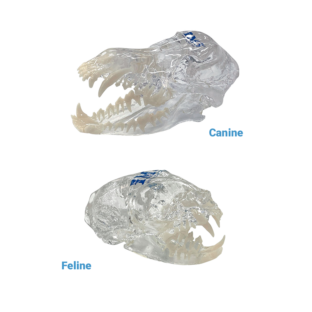 Jaw Model - Canine & Feline - Clear